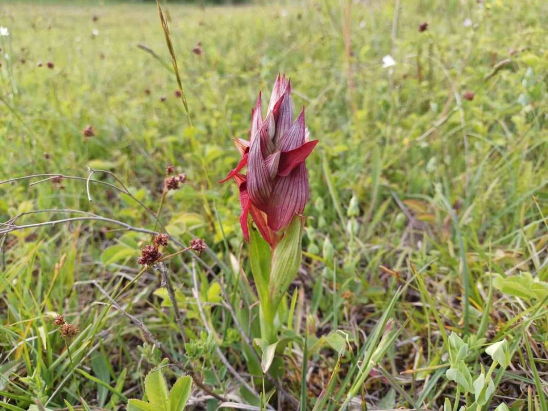 Dönümünden 1 ton ürün alınıyor, kilosu 2 bin TL, üstelik devlet destekli! Hasat başladı, paraya para demiyorlar 8